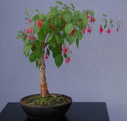 fuchsia-bonsai.jpg